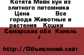 Котята Мейн-кун из элитного питомника › Цена ­ 20 000 - Все города Животные и растения » Кошки   . Самарская обл.,Кинель г.